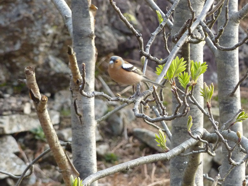 Chaffinch